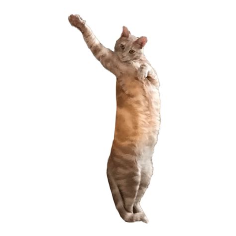 cat dancing gif